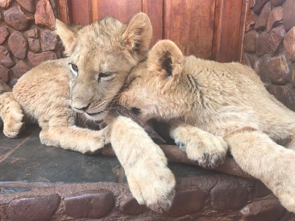 grupo Africa do Sil.jpg